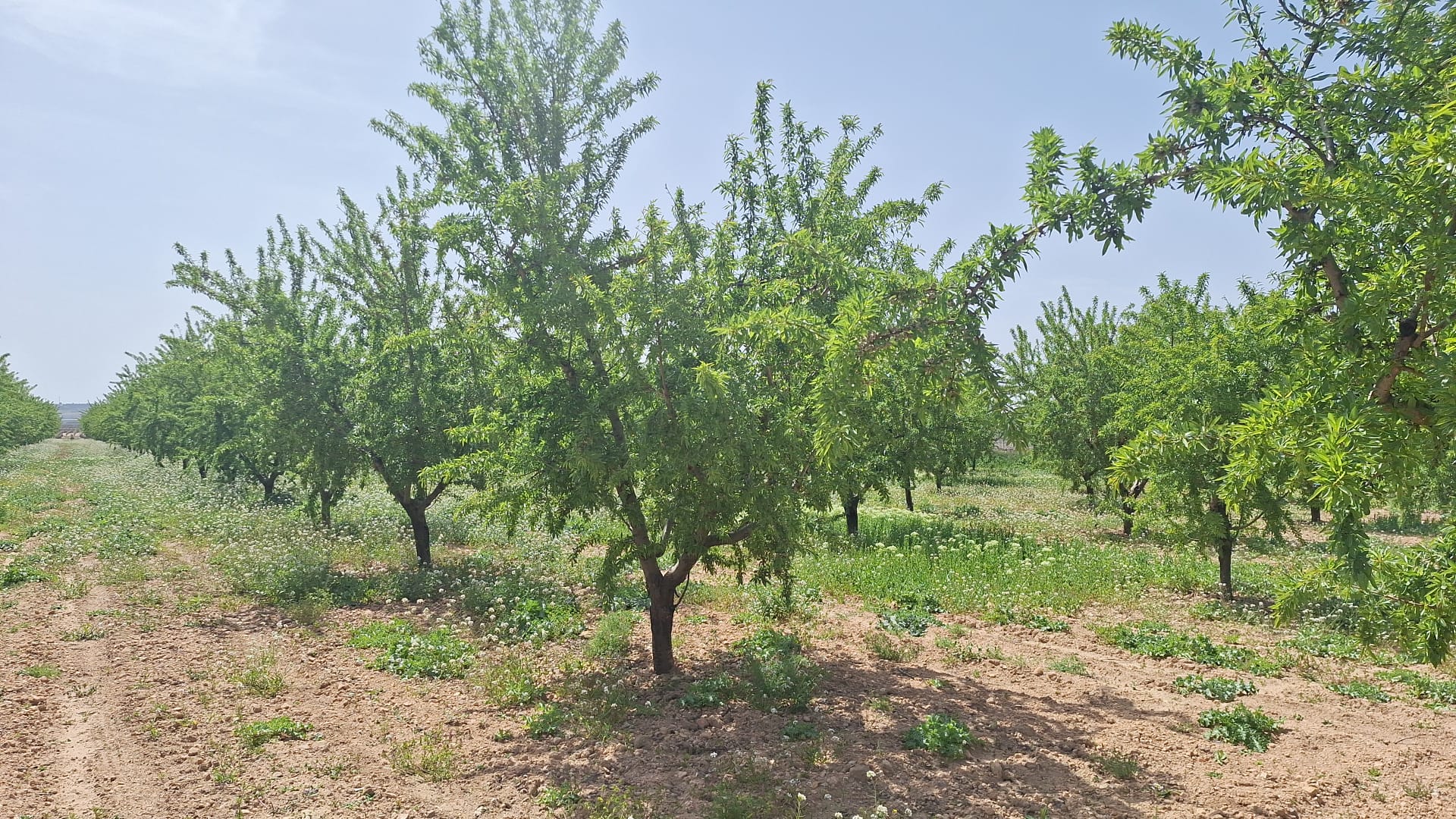 Árbol de almendro